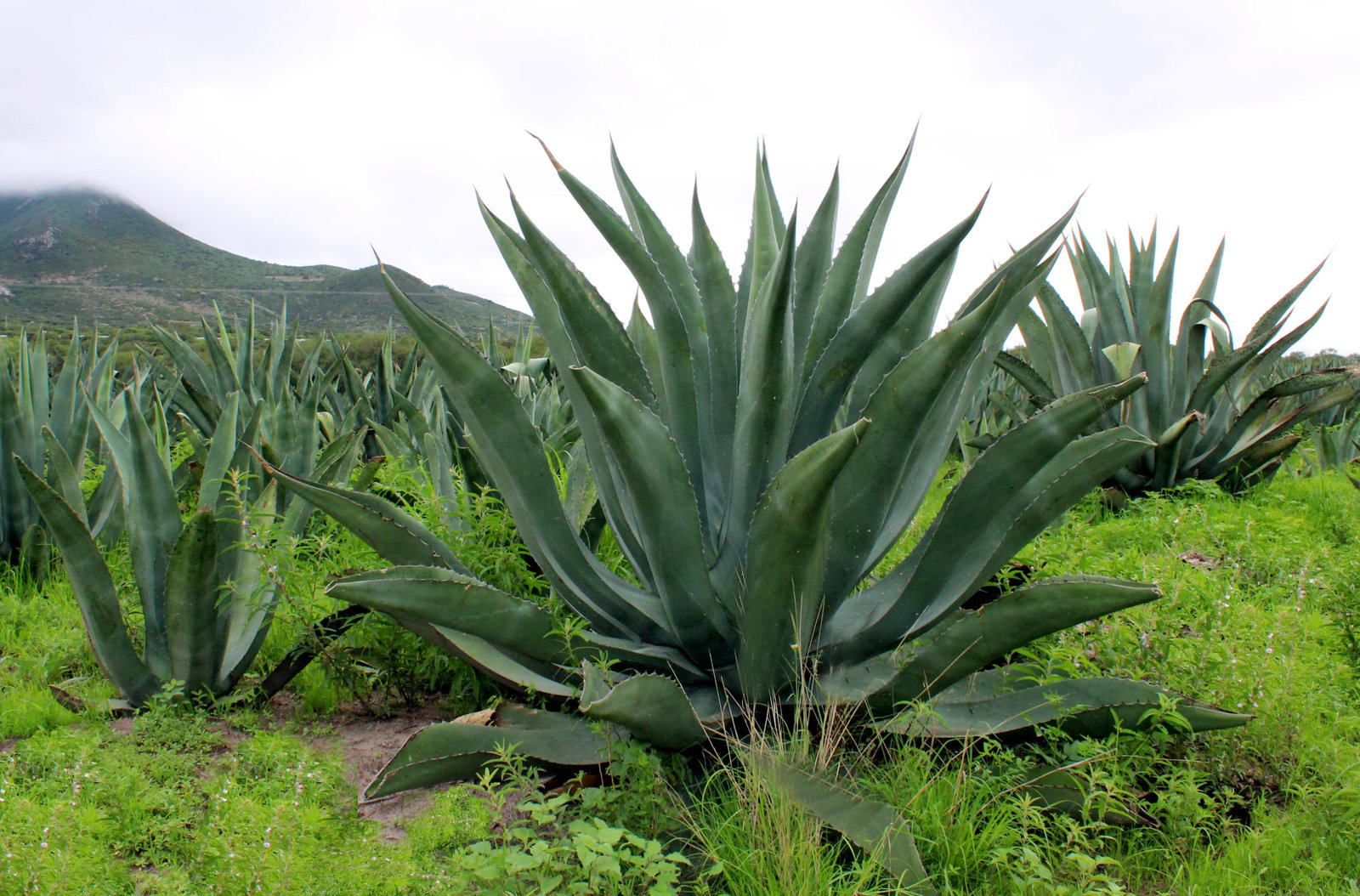 Agave Almacaminera